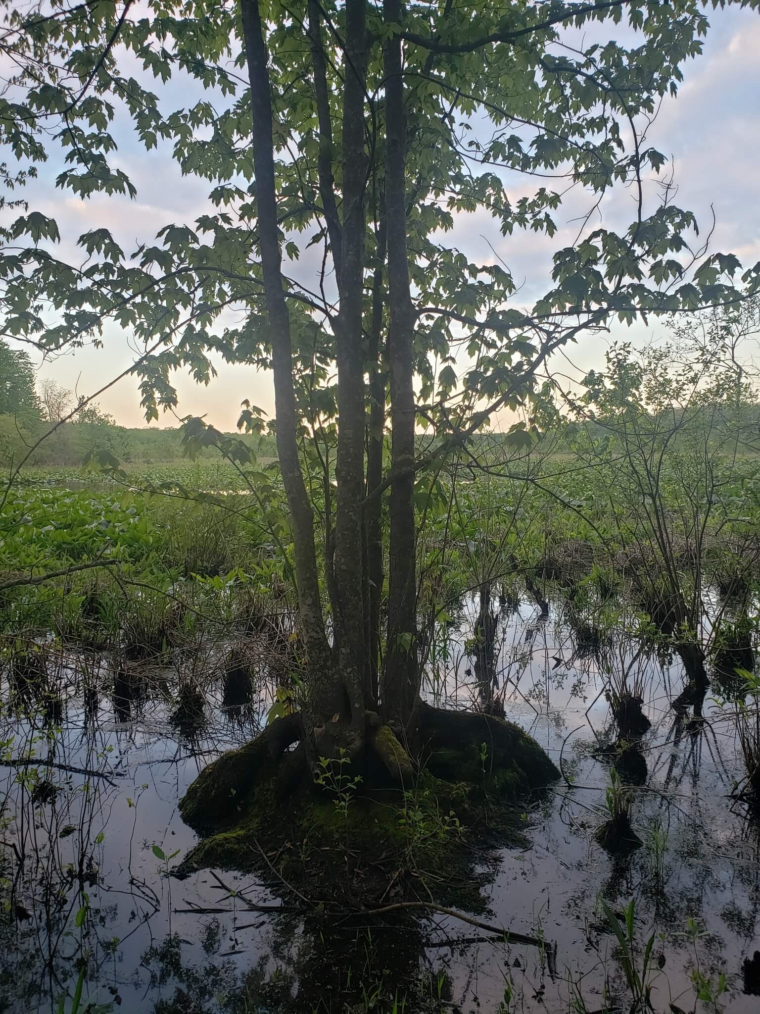 Acer rubrum var. Drummondii